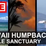 Hawaii Webcams - Oahu Niihau Moloka Maui Lanai Kauai