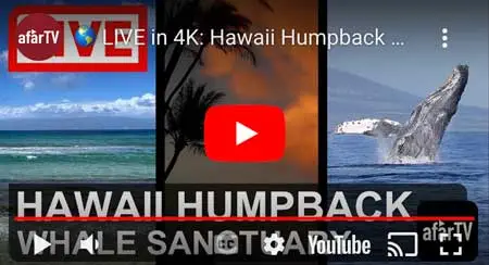 Maui Webcam – Humpback Whale Sanctuary